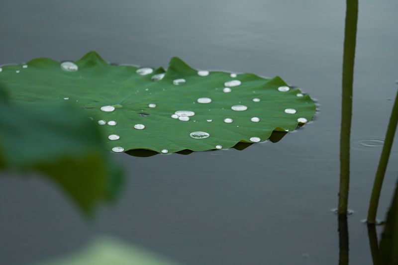Golden pond