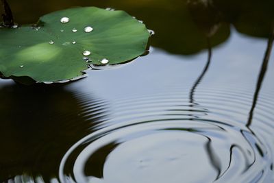 Golden pond