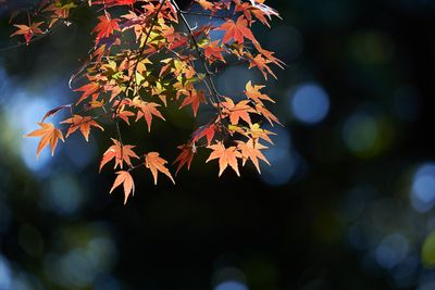 MMM03618L.jpg
