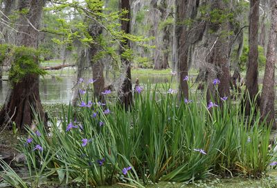 Where John James Audubon once walked in Louisiana