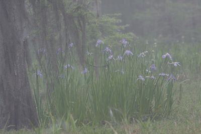 Irises in the fog   