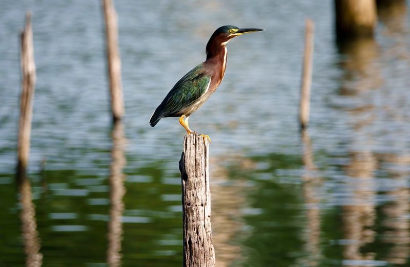 Green Heron.