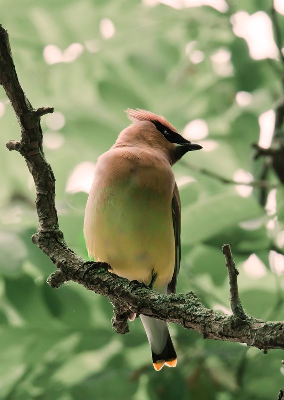 Cedar Wax Wing 