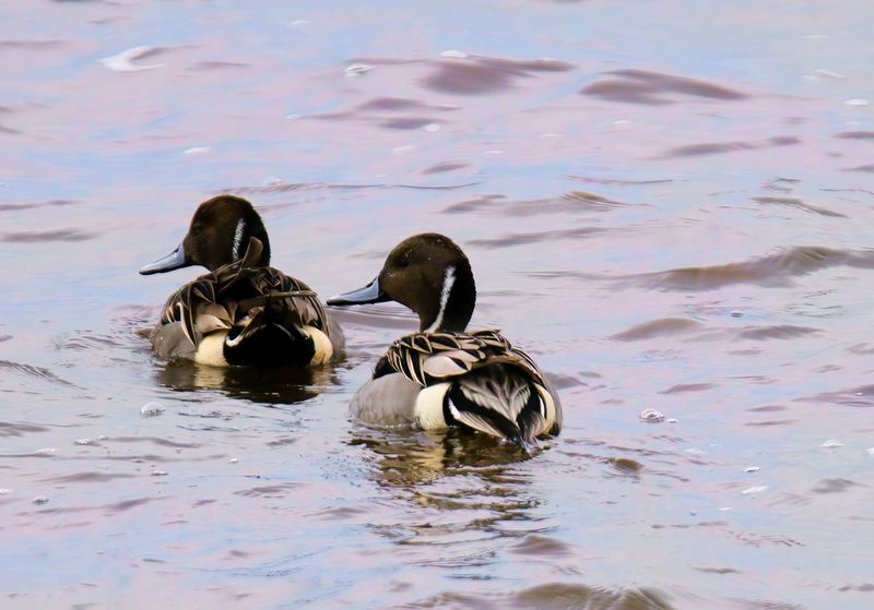 Two Pintails