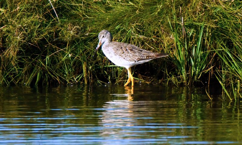 Greater Yellow Legs.
