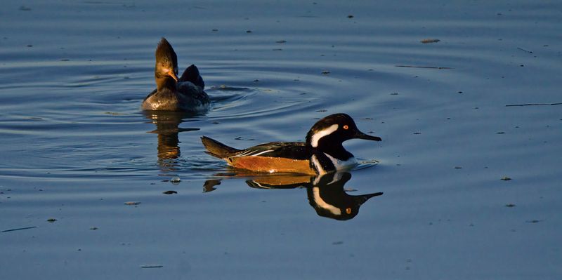 Hooded Merganser