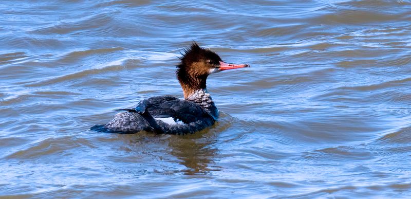 Red-breasted Marganser.