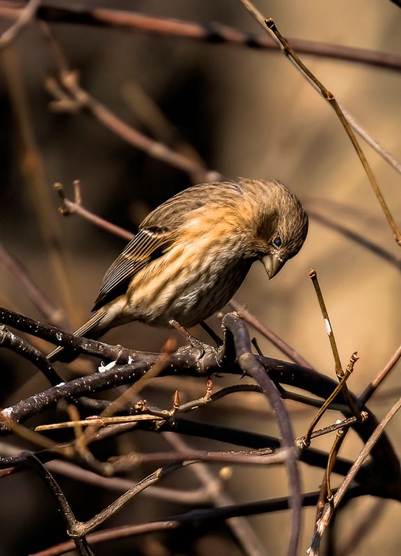 Female House Finch.