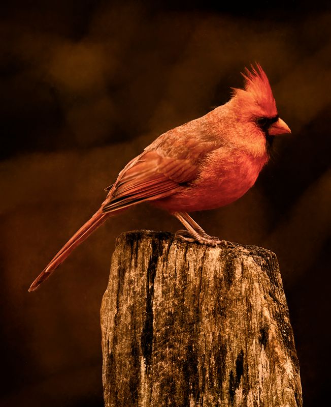 Profile in Red