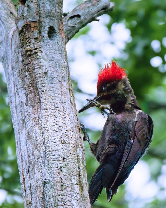 Pleated Woodpecker