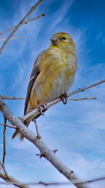 Pine Warbler