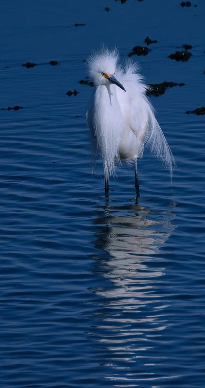 Snowy Egret