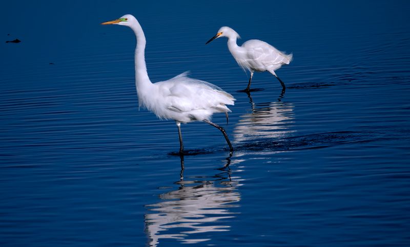 Two Egrets.