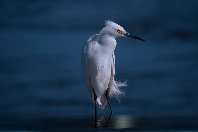 Snowy Egret