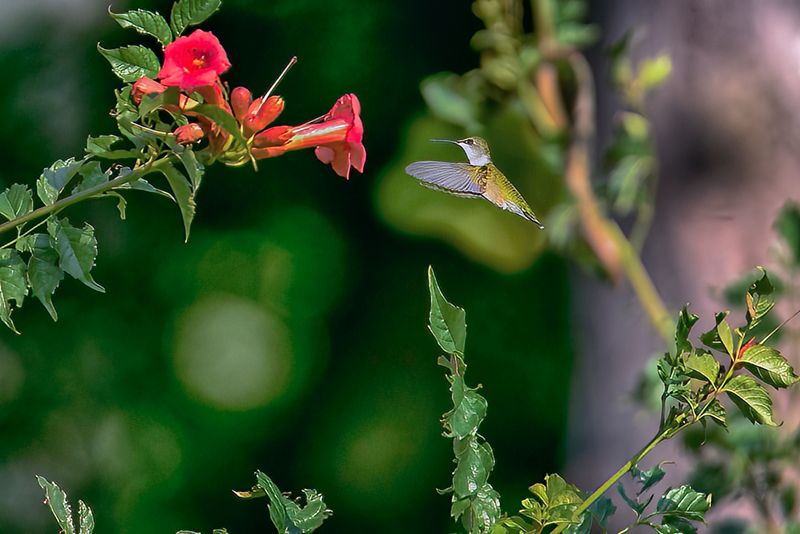 Humming Bird