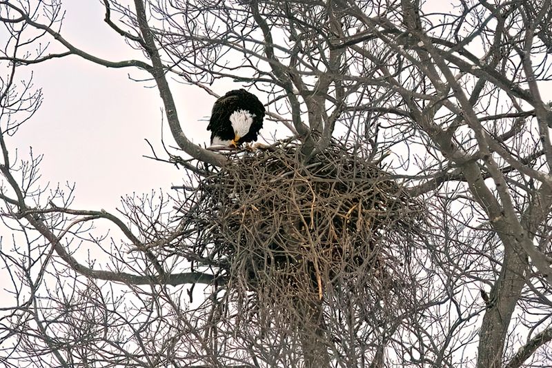 Eagles Nest.