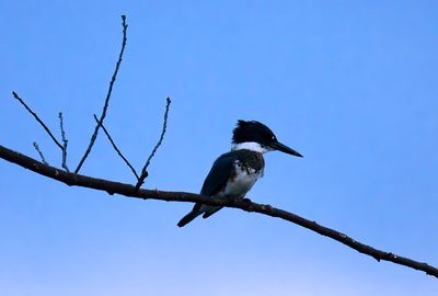 Belted Kingfisher