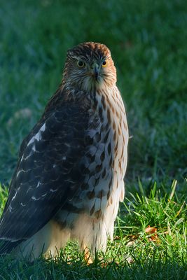 Cooper Hawk