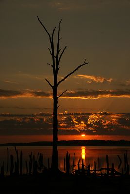 Sunrise Tree