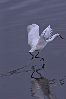 Egret tip-toe.
