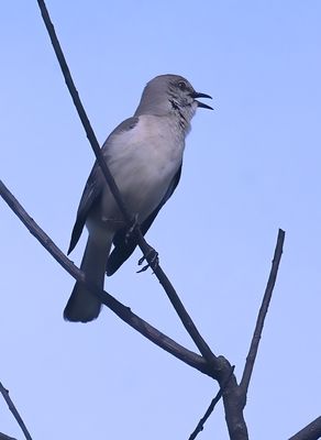 northern mockingbird.