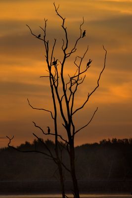 Cormorants