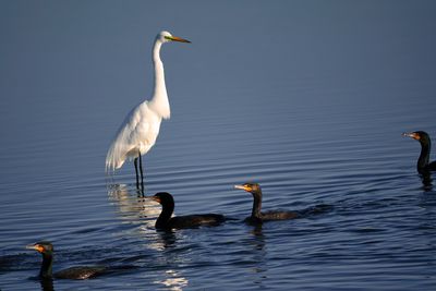 Egret and friends