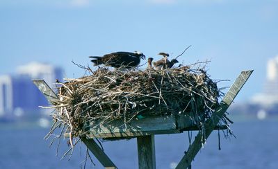 Osprey and Young