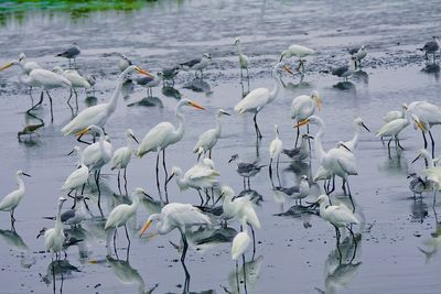 Egret Country.