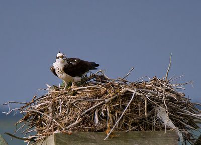 Young Osprey in nest.
