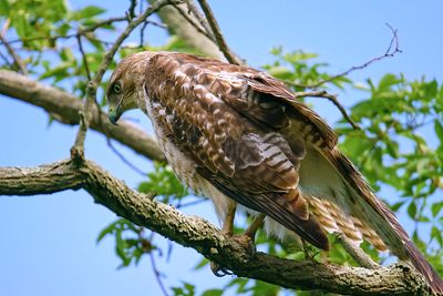 Redtail Hawk 