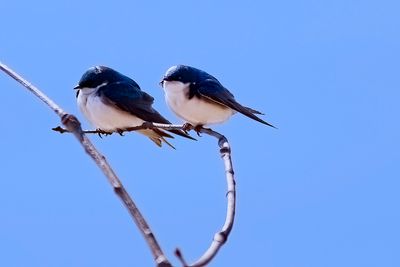 A pair. Tree Swallows