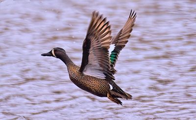 Blue-winged Teal.