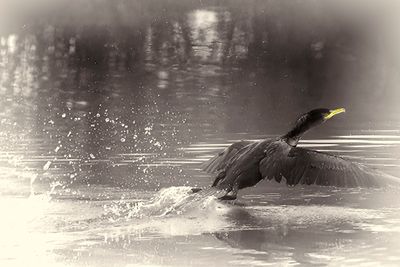 Double-crested Cormorant.