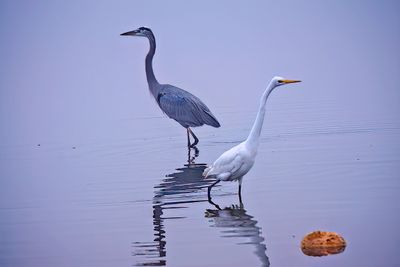 Heron Egret.
