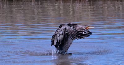 Cormorant Takeoff