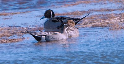 Two boys for every girl. Pintails
