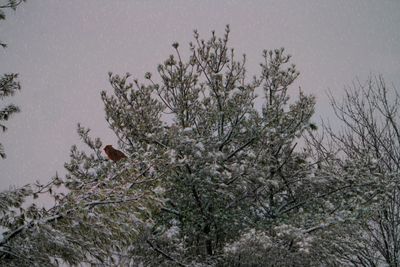 Cardinal in snow tree