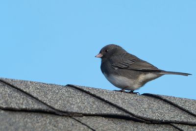 Rooftop Visitor 2