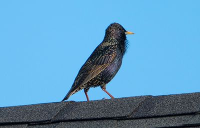 Rooftop visitor