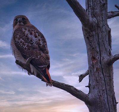 Redtail Hawk 