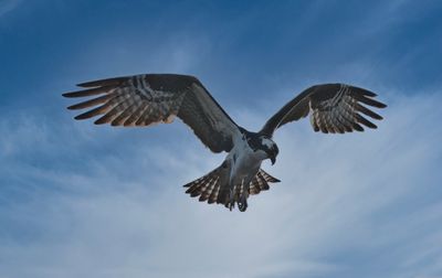 Osprey Fish Hunt