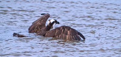 Osprey Fish Hunt