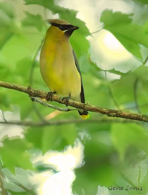 Cedar Waxwing 