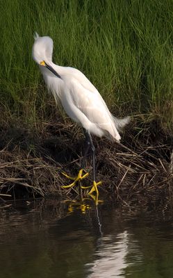Grooming Egret.