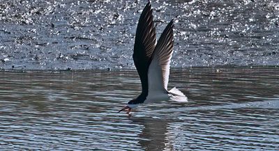 Black Skimmer.