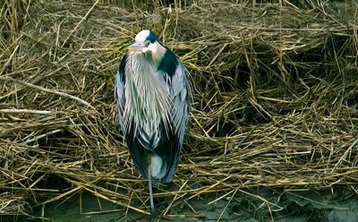 Heron on one leg