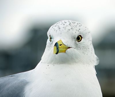 Ring-billed Gull