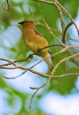 Cedar Waxwing 