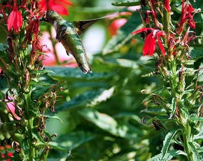 Hummingbird